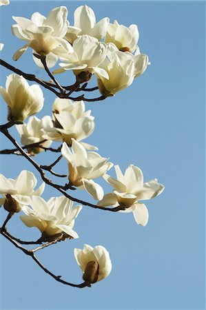 Japanese Magnolia Stock Photo - Premium Royalty-Free, Code: 622-07811114