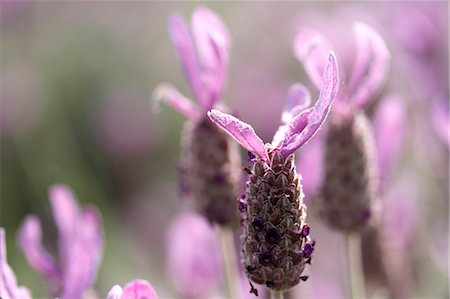 Lavender Stock Photo - Premium Royalty-Free, Code: 622-07811124