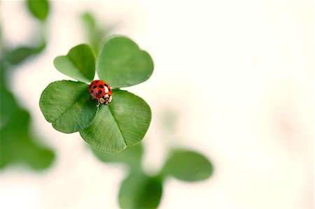 Ladybug on clover Stock Photo - Premium Royalty-Free, Code: 622-07811136