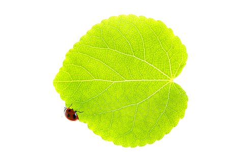 Ladybug on leaf Stock Photo - Premium Royalty-Free, Code: 622-07811139