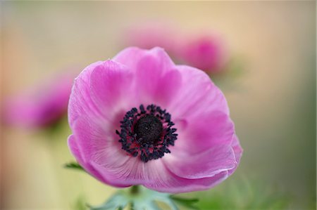 simsearch:622-06369776,k - Anemone Foto de stock - Sin royalties Premium, Código: 622-07811130