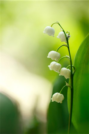 Lily of the Valley Stock Photo - Premium Royalty-Free, Code: 622-07811148