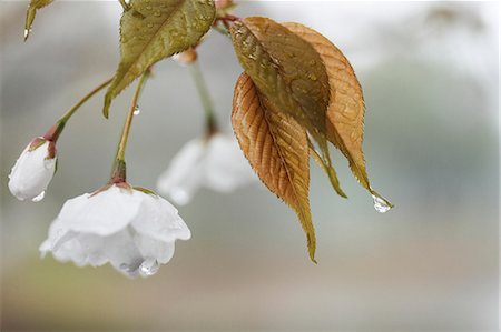 Cherry blossoms Photographie de stock - Premium Libres de Droits, Code: 622-07811141