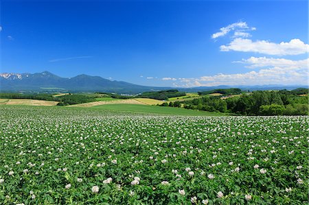 forest sky view - Hokkaido, Japan Stock Photo - Premium Royalty-Free, Code: 622-07811160