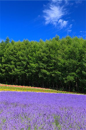 sage flower - Hokkaido, Japan Stock Photo - Premium Royalty-Free, Code: 622-07811162