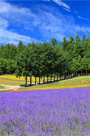 poppy flower and sky - Hokkaido, Japan Stock Photo - Premium Royalty-Free, Code: 622-07811163