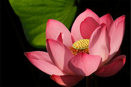 Lotus Stock Photo - Premium Royalty-Free, Code: 622-07840979