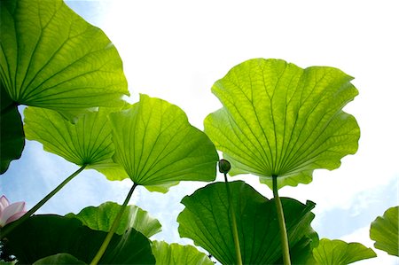 Lotus leaves Foto de stock - Sin royalties Premium, Código: 622-07840987