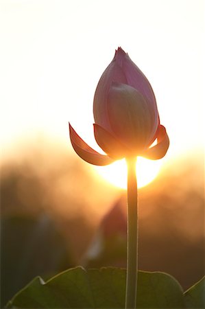 Lotus Photographie de stock - Premium Libres de Droits, Code: 622-07840989