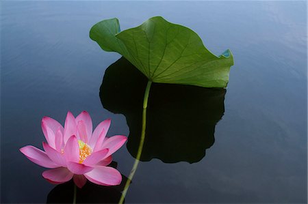 Lotus Stock Photo - Premium Royalty-Free, Code: 622-07840980