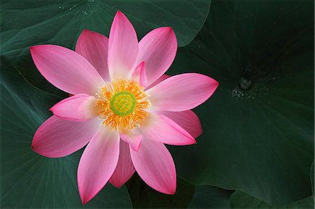 flower not people - Lotus Stock Photo - Premium Royalty-Free, Code: 622-07840982