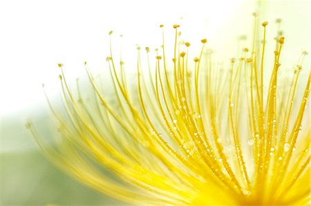 flowers with water droplets - Hypericum Monogynum Stock Photo - Premium Royalty-Free, Code: 622-07840996