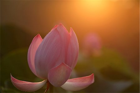 Lotus Stock Photo - Premium Royalty-Free, Code: 622-07840990