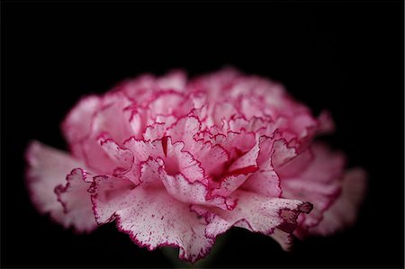 simsearch:622-06486699,k - Carnation Stock Photo - Premium Royalty-Free, Code: 622-07841003