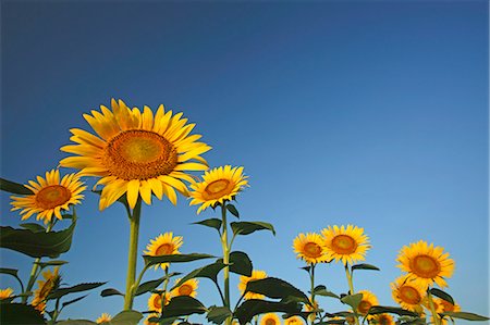 Sunflower field Photographie de stock - Premium Libres de Droits, Code: 622-07841028