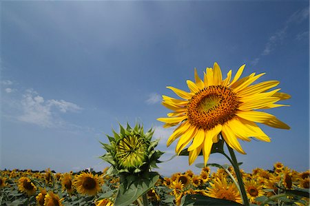 simsearch:622-07108698,k - Sunflower field Foto de stock - Sin royalties Premium, Código: 622-07841023