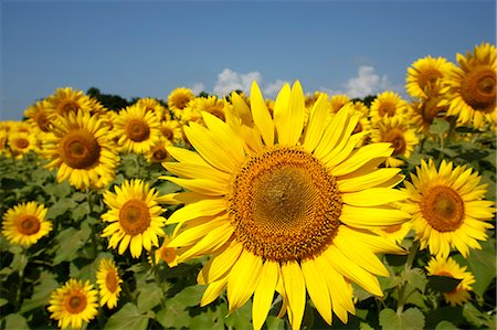 sun flowers sky - Sunflower field Stock Photo - Premium Royalty-Free, Code: 622-07841035