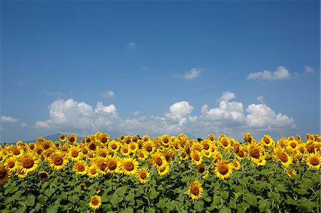 simsearch:622-07108697,k - Sunflower field Foto de stock - Sin royalties Premium, Código: 622-07841036