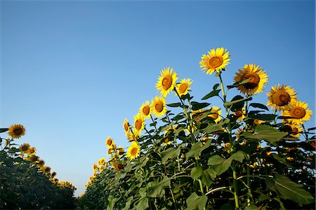 simsearch:622-07108924,k - Sunflower field Photographie de stock - Premium Libres de Droits, Code: 622-07841030