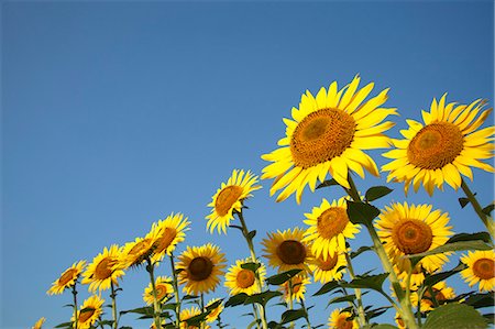 Sunflower field Photographie de stock - Premium Libres de Droits, Code: 622-07841031