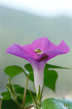 Japanese Morning Glory Photographie de stock - Premium Libres de Droits, Code: 622-07841044