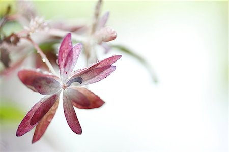 rainy season - Hydrangea Stock Photo - Premium Royalty-Free, Code: 622-07841046