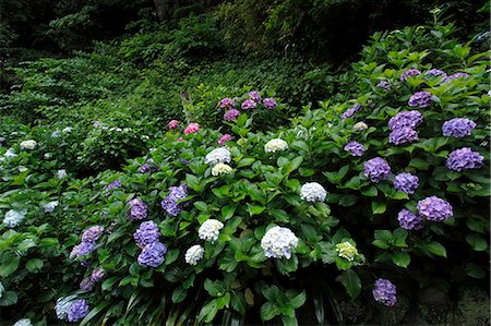 simsearch:859-07845851,k - Hydrangea Stockbilder - Premium RF Lizenzfrei, Bildnummer: 622-07841047