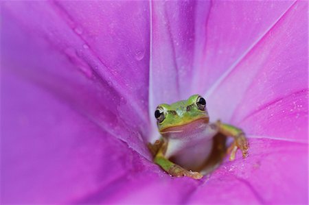 frogs - Japanese Morning Glory Stock Photo - Premium Royalty-Free, Code: 622-07841040