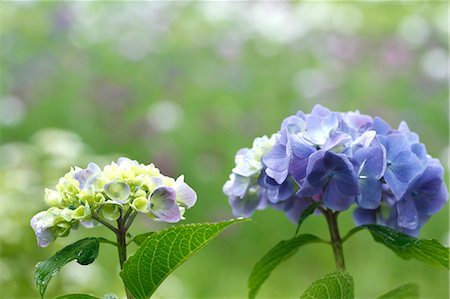 Hydrangea Foto de stock - Sin royalties Premium, Código: 622-07841055