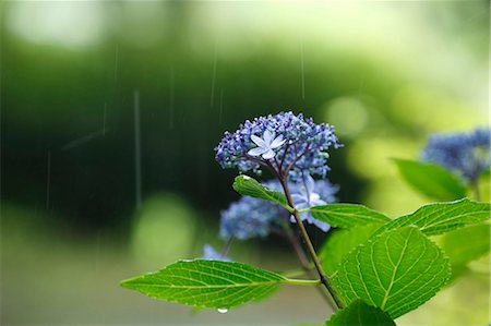 Hydrangea Stock Photo - Premium Royalty-Free, Code: 622-07841060