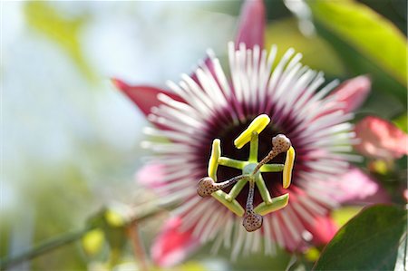 passion flower - Passion Flower Stock Photo - Premium Royalty-Free, Code: 622-07841075
