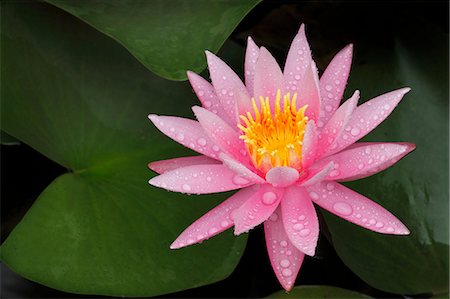 flowers summer - Water Lily Stock Photo - Premium Royalty-Free, Code: 622-07841071