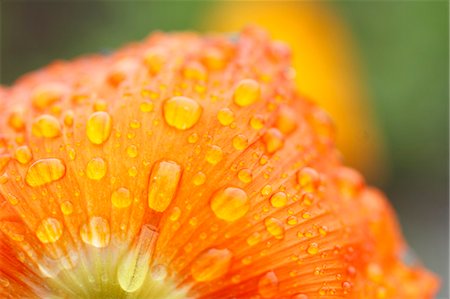 Poppy Photographie de stock - Premium Libres de Droits, Code: 622-07841081