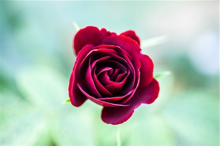 rose flower nobody - Rose flower Stock Photo - Premium Royalty-Free, Code: 622-07841116