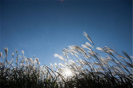 simsearch:622-07108808,k - Japanese silver grass Stock Photo - Premium Royalty-Free, Code: 622-07841118