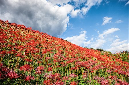 fukuoka - Amaryllidaceae Stock Photo - Premium Royalty-Free, Code: 622-07841113