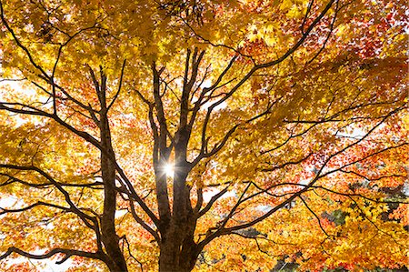 Autumn leaves Fotografie stock - Premium Royalty-Free, Codice: 622-07841137