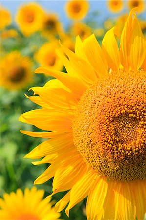 simsearch:622-06487782,k - Sunflower field Stockbilder - Premium RF Lizenzfrei, Bildnummer: 622-07841225