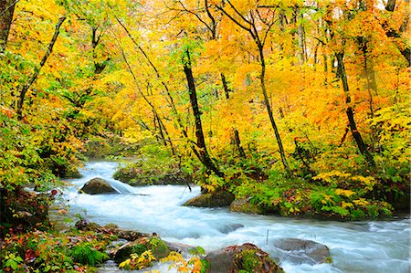 Autumn colors, Aomori Prefecture, Japan Foto de stock - Sin royalties Premium, Código: 622-07841272