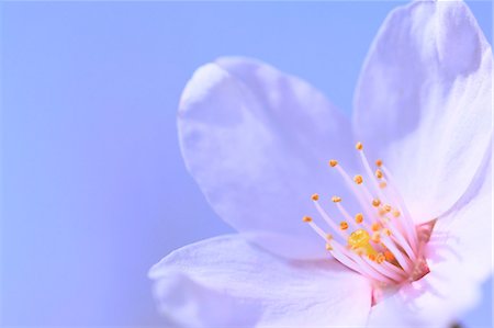 estambre - Cherry blossoms Foto de stock - Sin royalties Premium, Código: 622-07841286