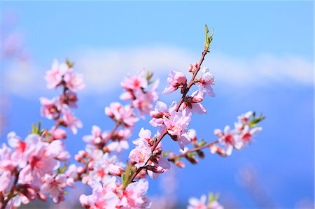 peach blossoms - Blooming flowers Stock Photo - Premium Royalty-Free, Code: 622-07841287