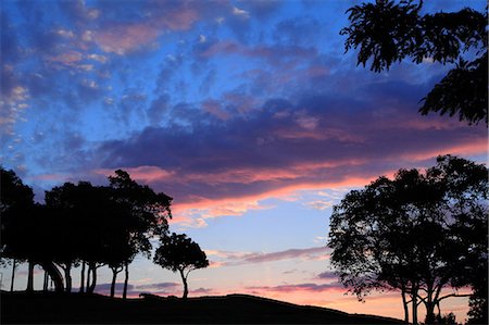 red orange sunset - Trees silhouette at sunset Stock Photo - Premium Royalty-Free, Code: 622-07841281