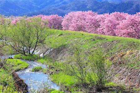 Cherry blossoms Foto de stock - Sin royalties Premium, Código: 622-07841292