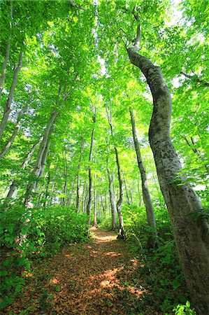 soft nature - Green forest Stock Photo - Premium Royalty-Free, Code: 622-07841315