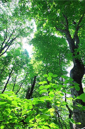 Green forest Photographie de stock - Premium Libres de Droits, Code: 622-07841316