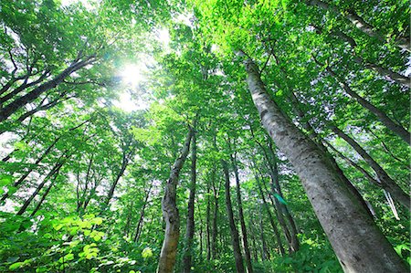 Green forest Foto de stock - Sin royalties Premium, Código: 622-07841317