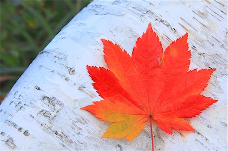 Autumn leaf Foto de stock - Sin royalties Premium, Código: 622-07841325