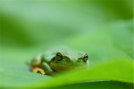 frog - Frog on a leaf Foto de stock - Sin royalties Premium, Código: 622-07841321