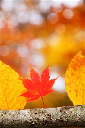 simsearch:622-07117998,k - Autumn leaves Photographie de stock - Premium Libres de Droits, Code: 622-07841337