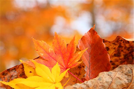 simsearch:622-06809535,k - Autumn leaves Photographie de stock - Premium Libres de Droits, Code: 622-07841339